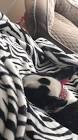 Profile Picture of   Soffe❤️😜... (@soffe_thedoggie) on Tiktok