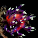 Profile Picture of Dennis Liew (@brudive) on Instagram