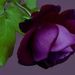 Profile Picture of Aster Martinez (@asterisabella) on Pinterest