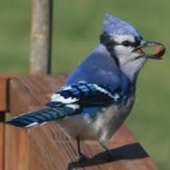 Robert G Dickens - Twitter Profile Picture of Robert G Dickens (@RobertBobDicken) on Twitter