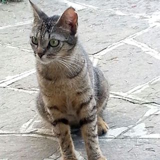 Profile Picture of Adolfo Tucciarone (@adolfo.tucciarone) on Facebook