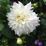 Profile Picture of Neethu Thomas (@neethucj) on Instagram