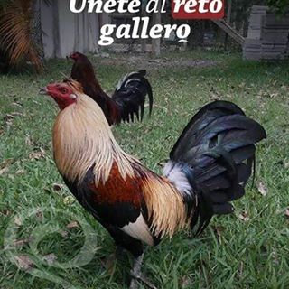 Profile Picture of Abel Luciano (@abel.luciano.5099940) on Facebook