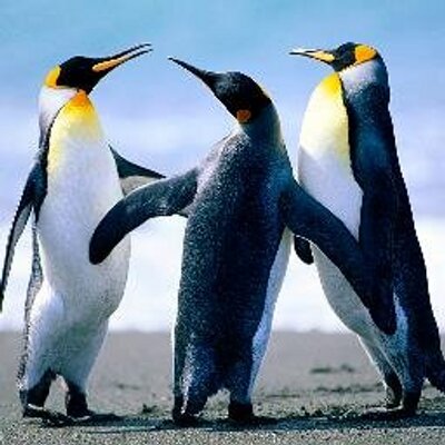 Profile Picture of Andrew Scholler (@AndrewScholler1) on Twitter