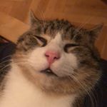 Profile Picture of Eddie Dexter (@eddie_that_cat) on Instagram