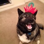 Profile Picture of Bubba•_•Bear (@bubbabearbrock) on Instagram