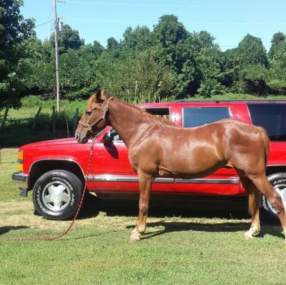 Profile Picture of Arnold Stewart (@bigstewart17) on Poshmark