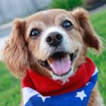 Ruby, Maggie, Pebbles, Chance - Instagram Profile Picture of Ruby, Maggie, Pebbles, Chance (@davispups) on Instagram