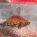 Profile Picture of Raven Turtle (@raven.turtle) on Facebook