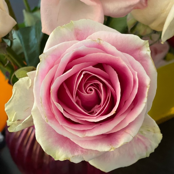 Profile Picture of Myrna Wang (@myrnatw) on Poshmark