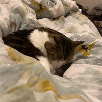 Profile Picture of Zoey Yanush (@zoey-yanush) on Quora