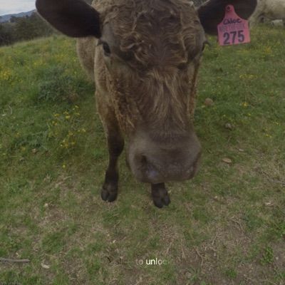 Profile Picture of Clancy_Dog (@clancy_dog) on Tiktok