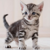 Profile Picture of Mark Su (@marksu-s1q) on Youtube