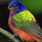 Profile Picture of Jires Diab (@jiresdiab3518) on Youtube