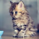 Profile Picture of Kitty Scott (@kitty8066) on Instagram