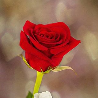 Profile Picture of Nens Tatung (@nens.tatung) on Facebook