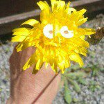 Profile Picture of Lisa Dolan (@samforden) on Instagram