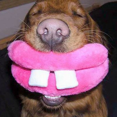 Profile Picture of Justin Sneed (@JustinLSneed) on Twitter