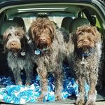 Profile Picture of Hudson, Harper & Baby Boone (@hudsonlovesharper) on Instagram