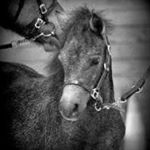 Profile Picture of Bianca Strandholdt (@biancastrandholdt) on Instagram