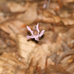 Profile Picture of Nick Scaletta (@j_onse_y) on Flickr