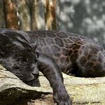 Profile Picture of marcus rodney (@juniorspear007) on Instagram