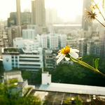 Profile Picture of Wing Lam Lau (@toponelau) on Flickr