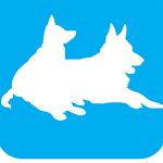 Profile Picture of José David Lora Crespo (@dogtrainingservicerd) on Instagram