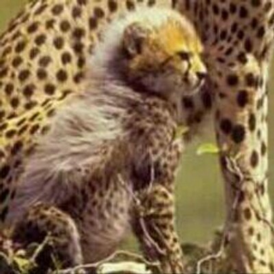 Profile Picture of Lance Alberts (@162c58359683468) on Twitter