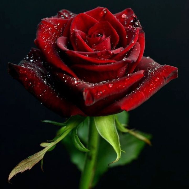 Profile Picture of 🌹 Janet ✨ (@rose_janet4) on Tiktok