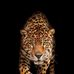 Profile Picture of Damian Lugo Estrella (@damian.lugoestrella.9) on Facebook