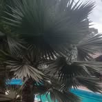 Profile Picture of Nancy Ordon (@Nancy-Ordon) on Facebook