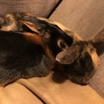 Gypsy Danger and Harley Quinn - Instagram Profile Picture of Gypsy Danger and Harley Quinn (@gypsy_danger_harley_quinn) on Instagram