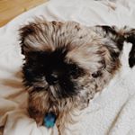 Profile Picture of Leo Bruno Brīnums (@leobruno_shihtzu) on Instagram