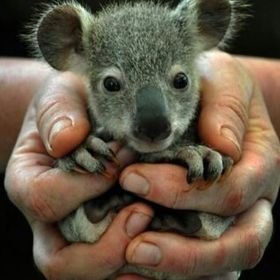 Profile Picture of Rachel Reimerink (@carincj) on Pinterest