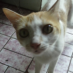 Profile Picture of Daniel Cunha (@danielcunhacn2010) on Flickr