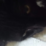 Profile Picture of James McNeely (@jamesmcneely3453) on Youtube