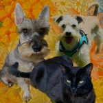 Profile Picture of Toby Jacobo y Chimu (@manada_os) on Instagram