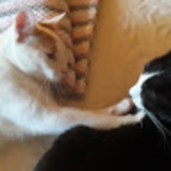 Profile Picture of Cynthia Zabrowski (@cynthiazab) on Poshmark