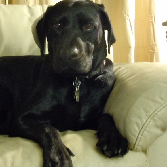 Profile Picture of Renee s Jaffarian (@soulful11) on Poshmark