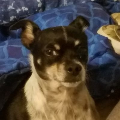 Profile Picture of Hilary Andrews (@Rowebaught) on Twitter