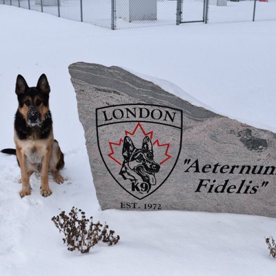 Profile Picture of Gareth Harris (@dogguy2602) on Twitter