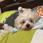 Profile Picture of Nick Huynh (@nick_huynh26) on Instagram