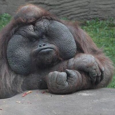 Profile Picture of Scott Kohlman (@ScottKohlman) on Twitter