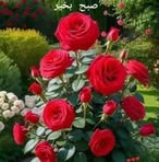 Profile Picture of Malik Abdul Rasheed (@kashifrasheed.kashifrasheed.94) on Facebook