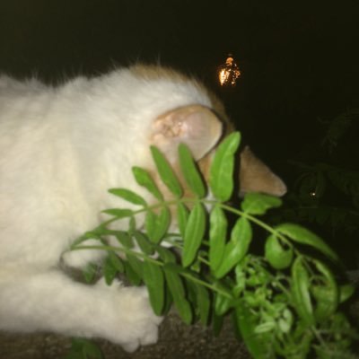 Profile Picture of Alon Twitter