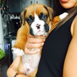 Profile Picture of Howard Chester Ryan (@howardtheboxer) on Instagram