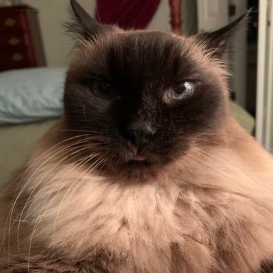 Profile Picture of Donna Abrams (@DonnaAb12895117) on Twitter
