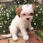 Profile Picture of puppylucycoffey (@puppylucycoffey) on Instagram