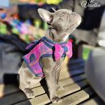 Profile Picture of Jason Currie (@veselka_canine_couture) on Instagram